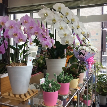 「カワセ生花店」　（岐阜県揖斐郡揖斐川町）の花屋店舗写真2